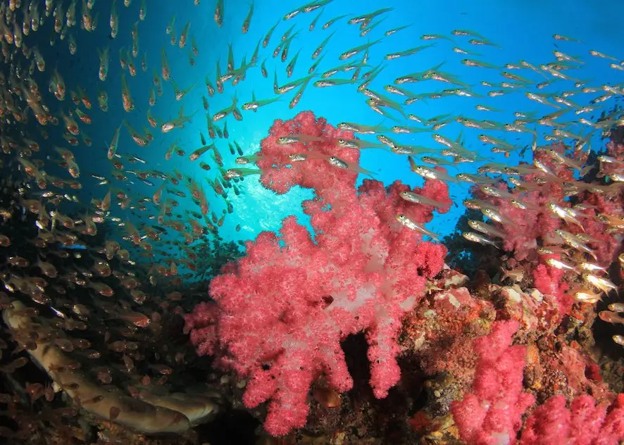 Pink soft corals and schooling fish
