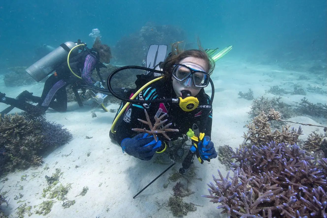 Divers on a dive