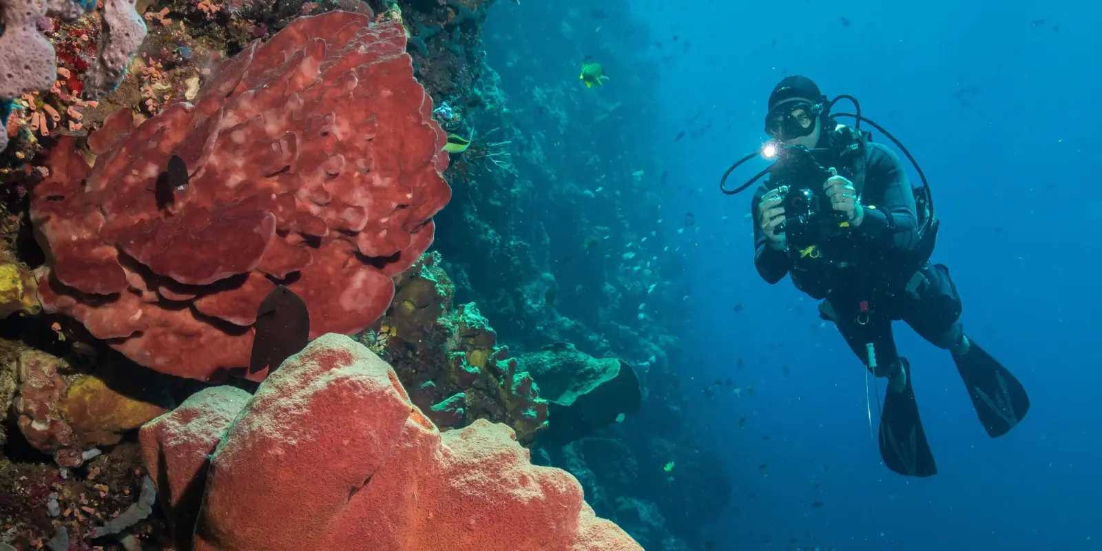 Diver on a Bunaken wall