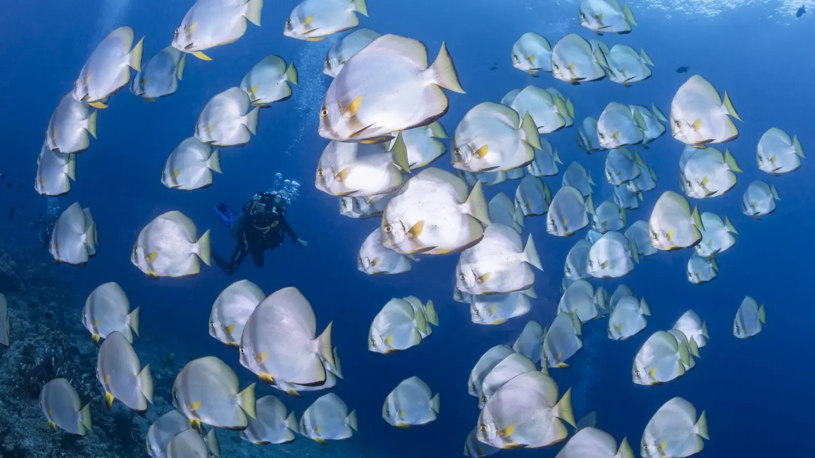 A school of batfish