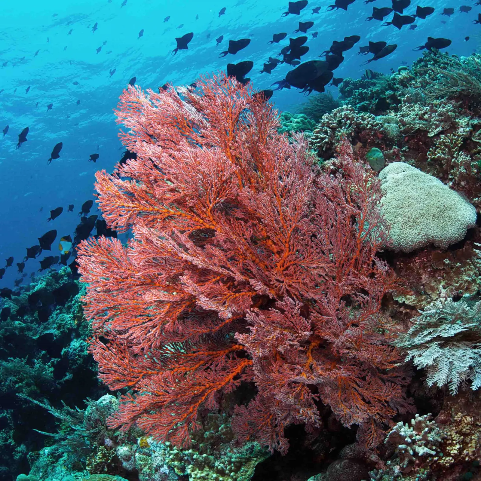 Red sea fan on the wall