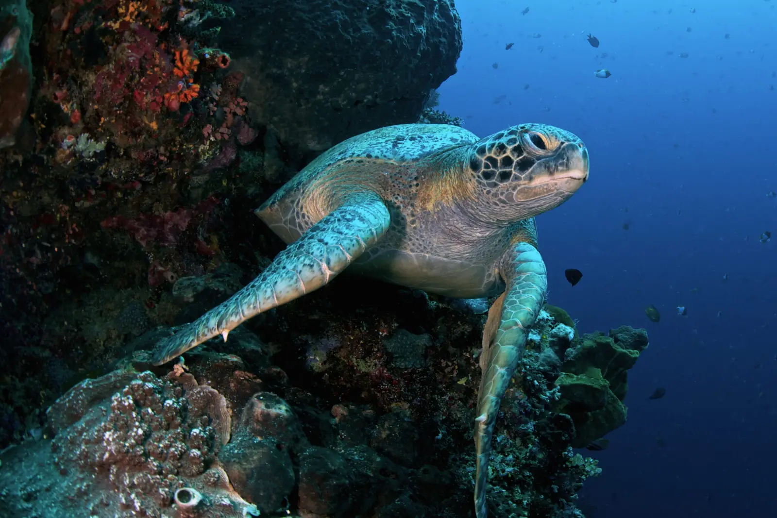Green turtle over the reef