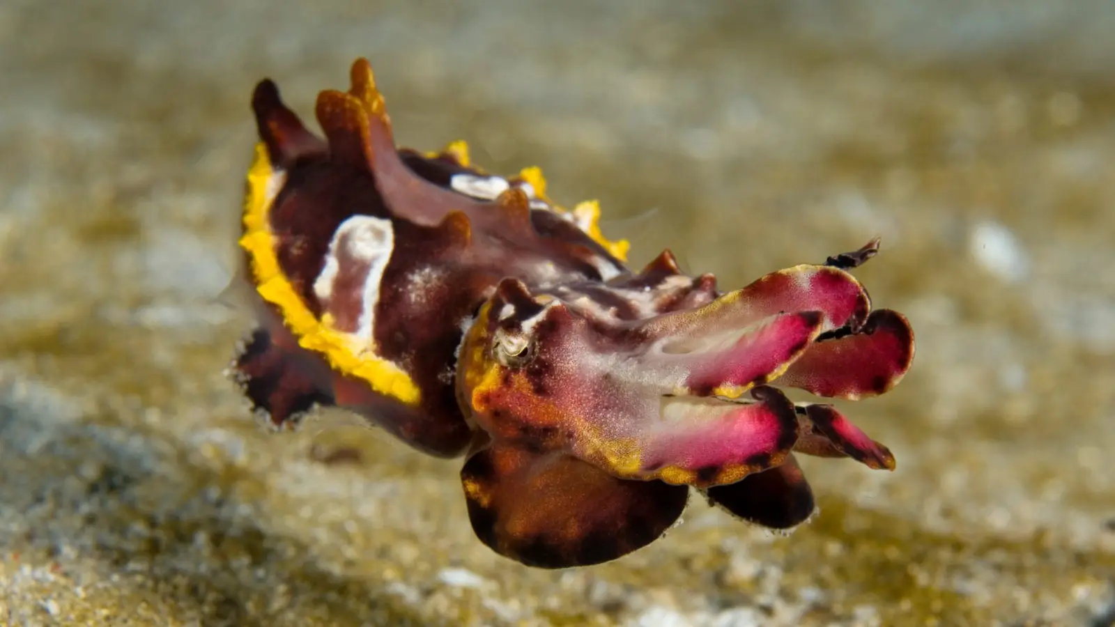 Flamboyant cuttlefish
