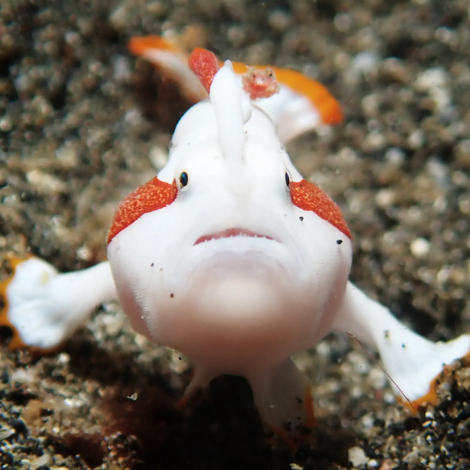 Frogfish on the sand