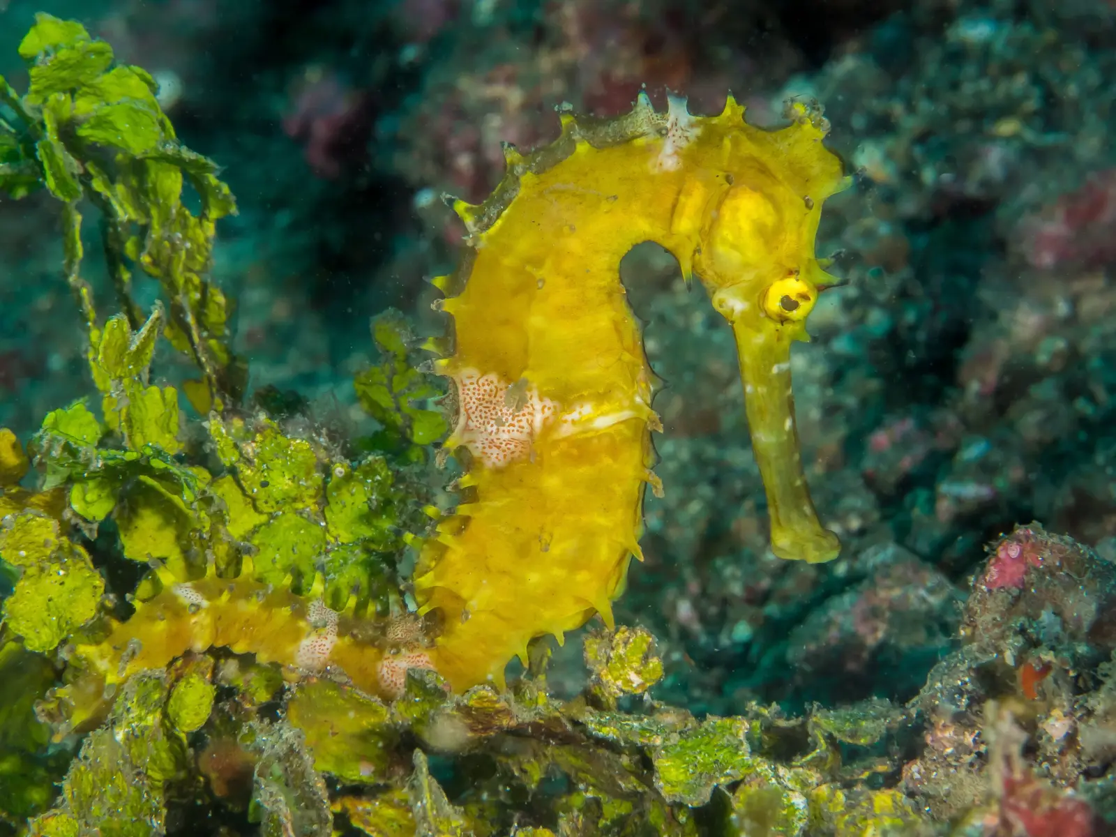 Thorny seahorse