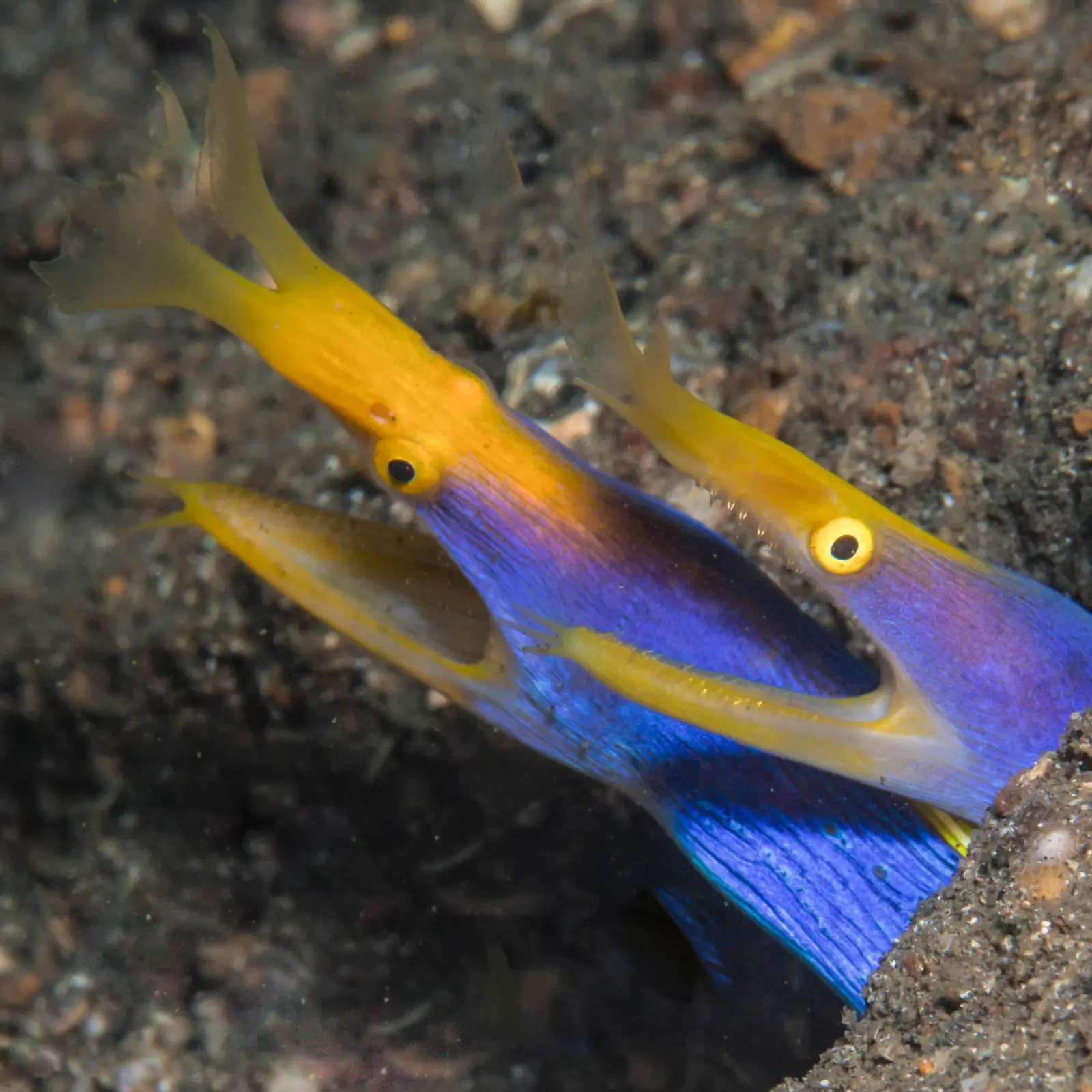 Blue ribbon eels