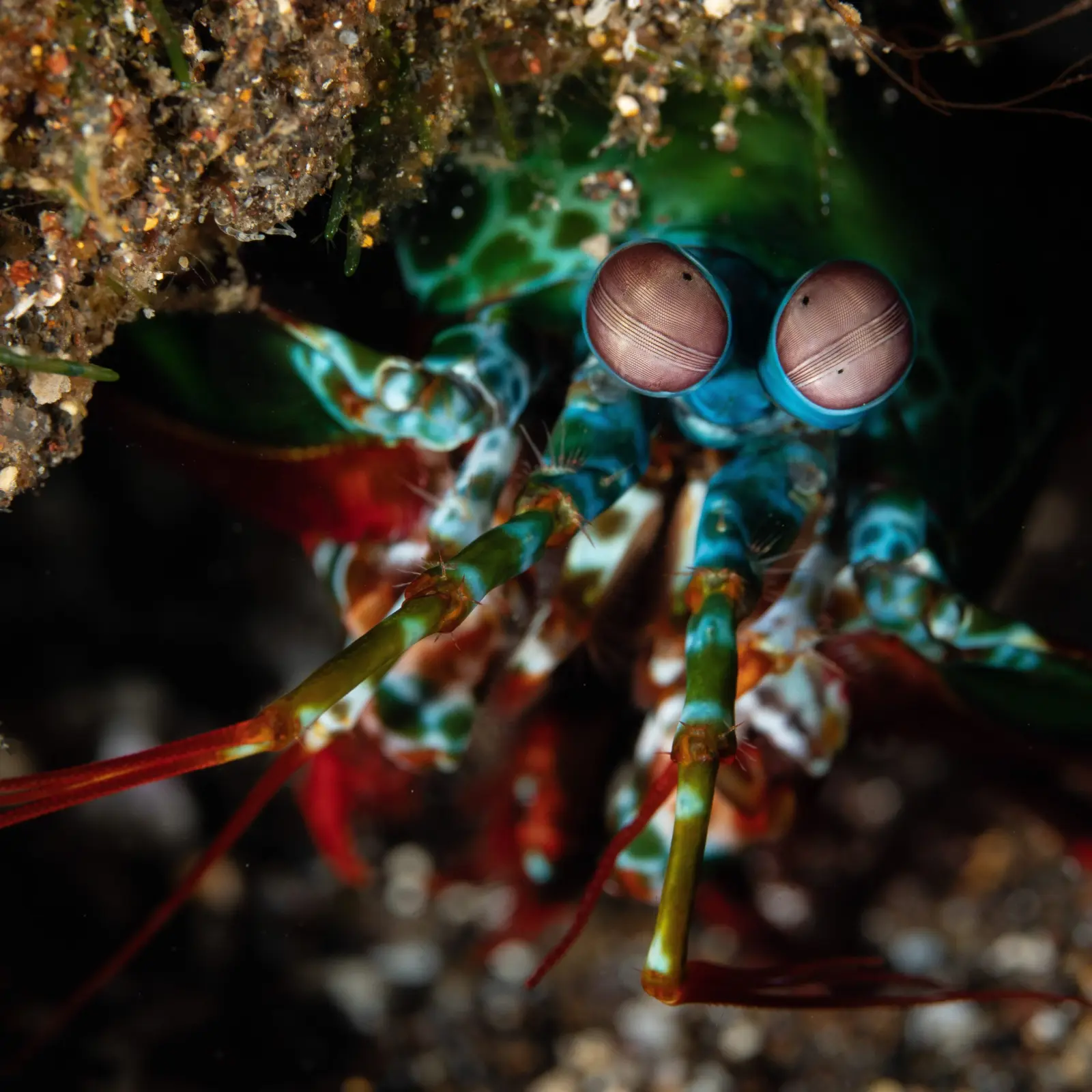 Mantis shrimp