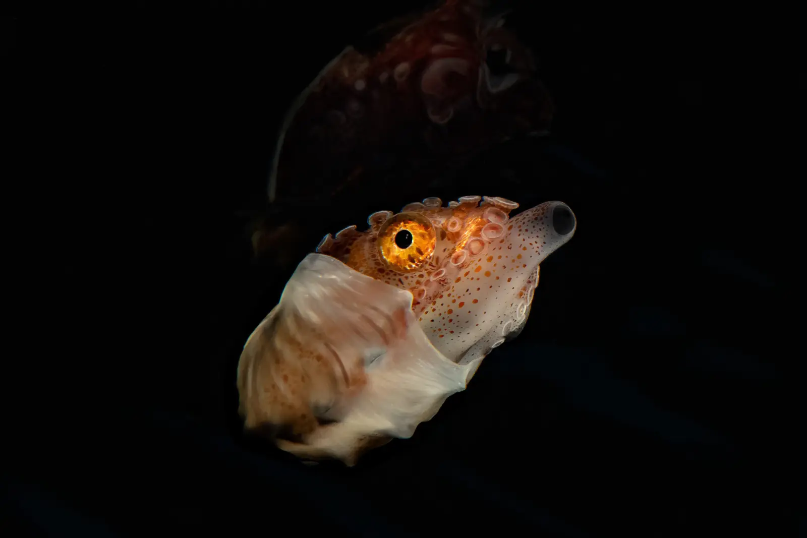 Paper nautilus on a night dive