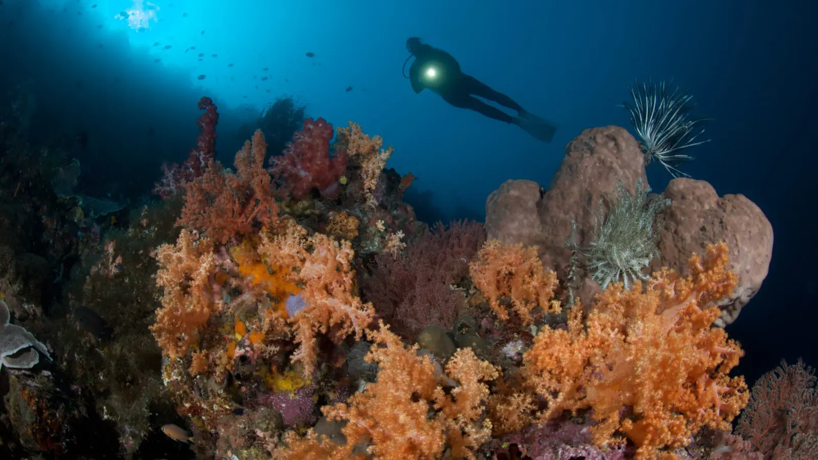 Soft corals and a diver