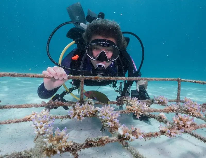 The resort's coral nursery