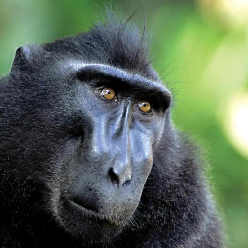 Black crested macaque in Tangkoko