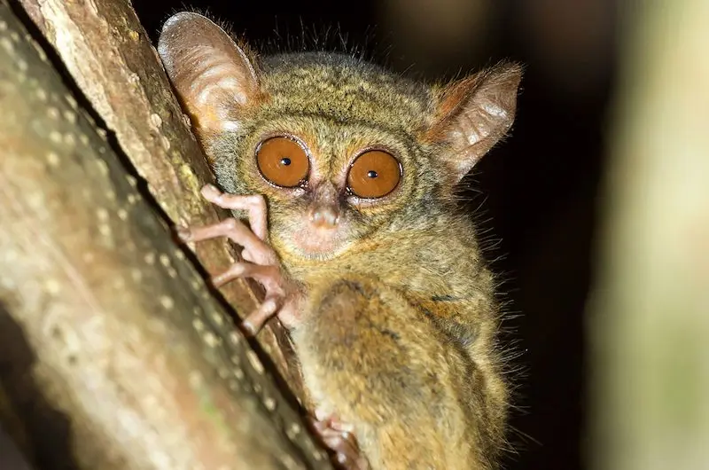 Tarsier in Tangkoko