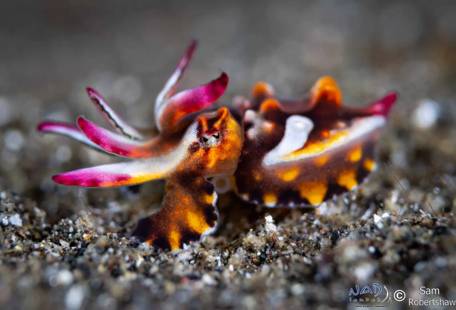 Flamboyant cuttlefish
