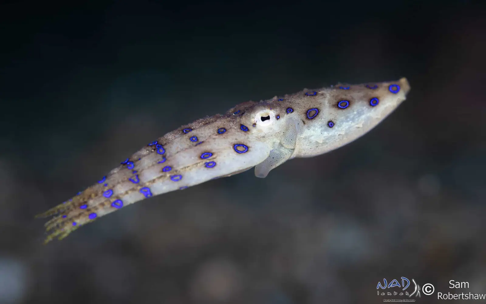 Blue-ringed octopus