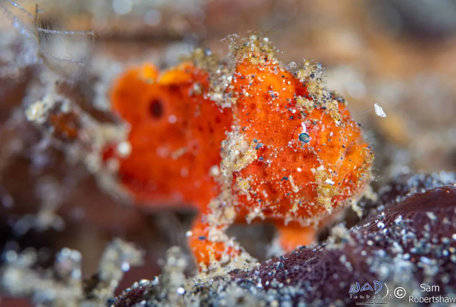 Hairy frogfish