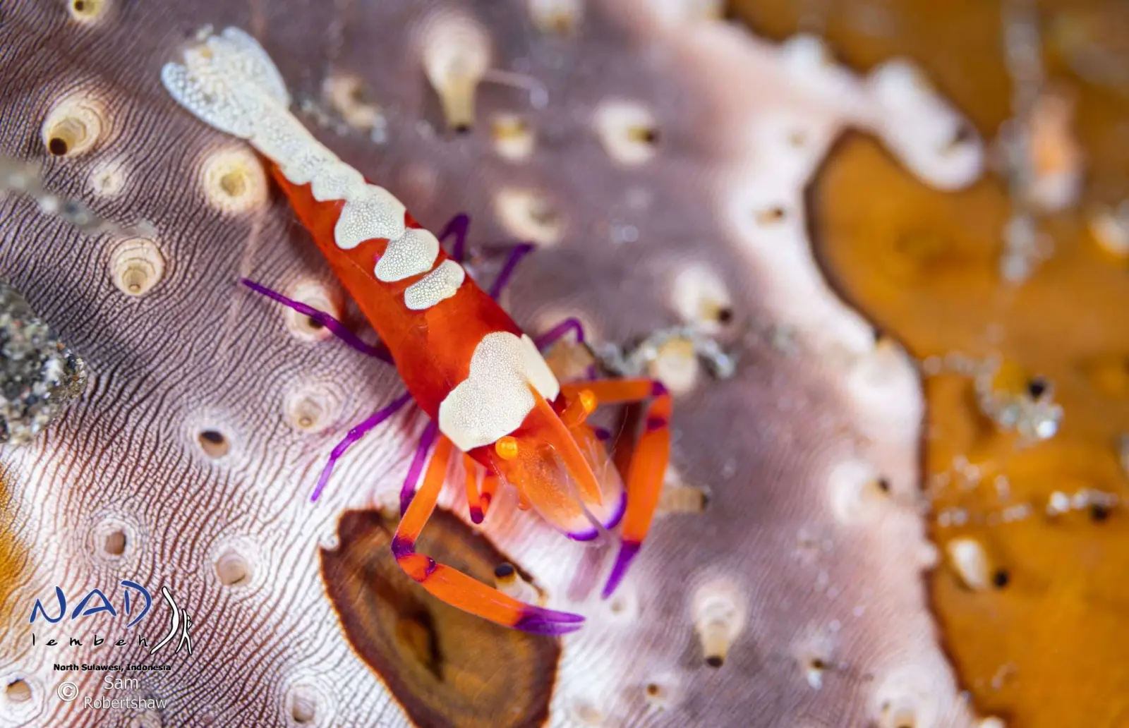 Emperor shrimp