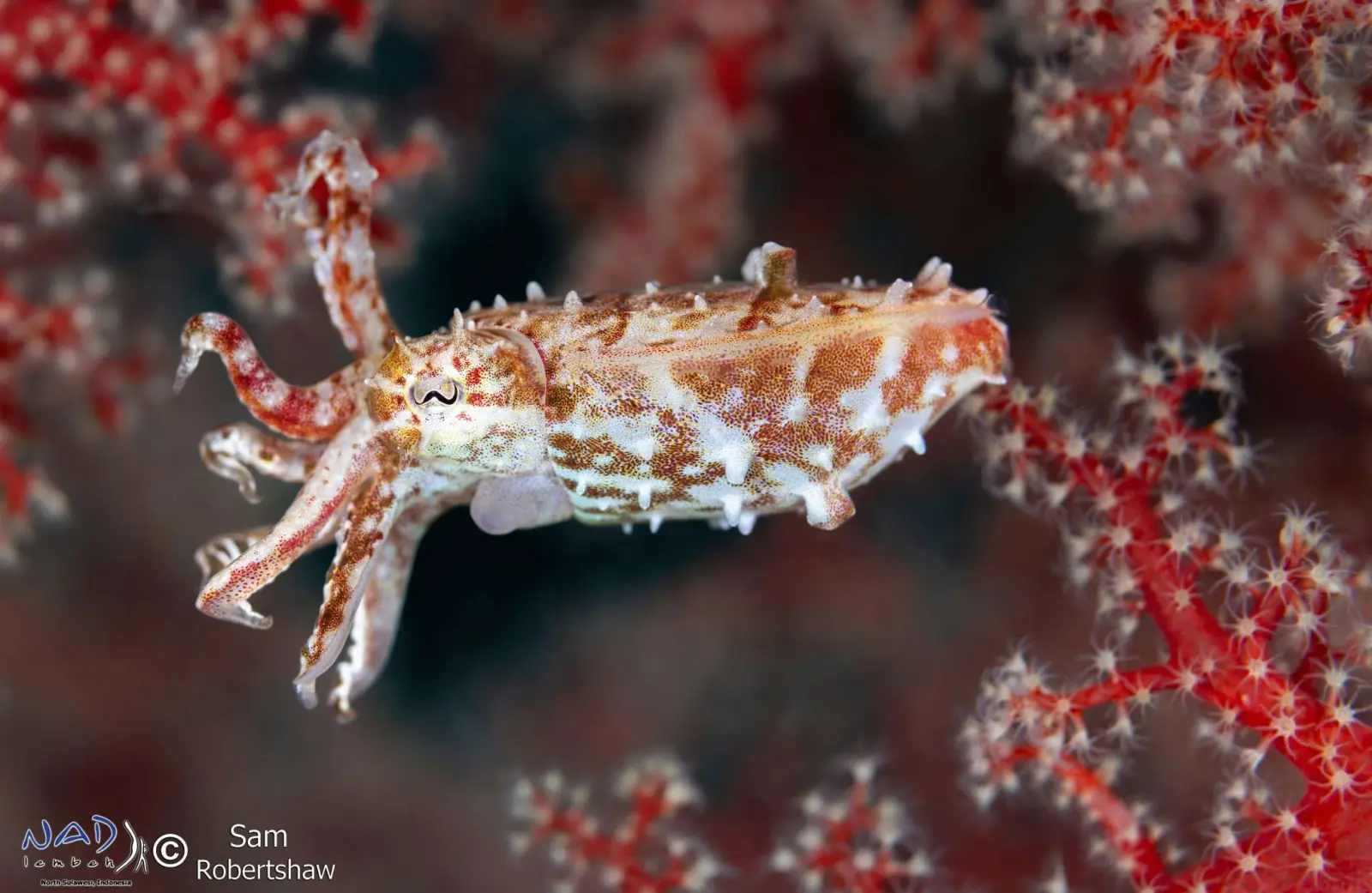 Ghost pipefish on a gorgonian