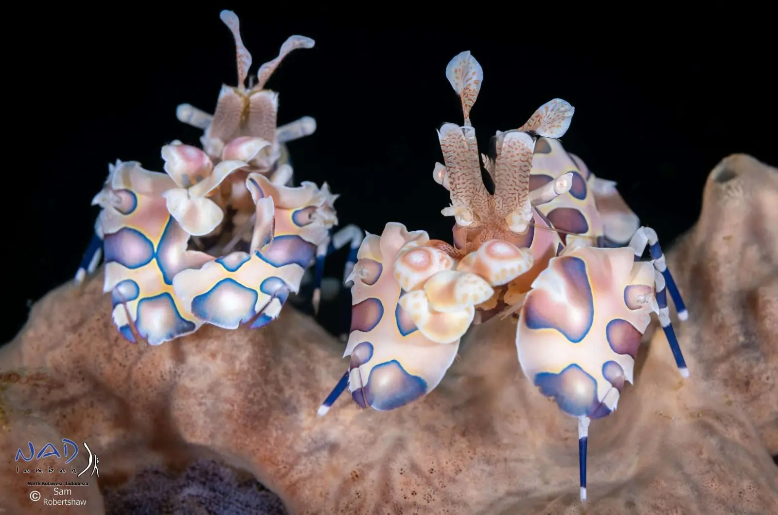 A pair of harlequin shrimp
