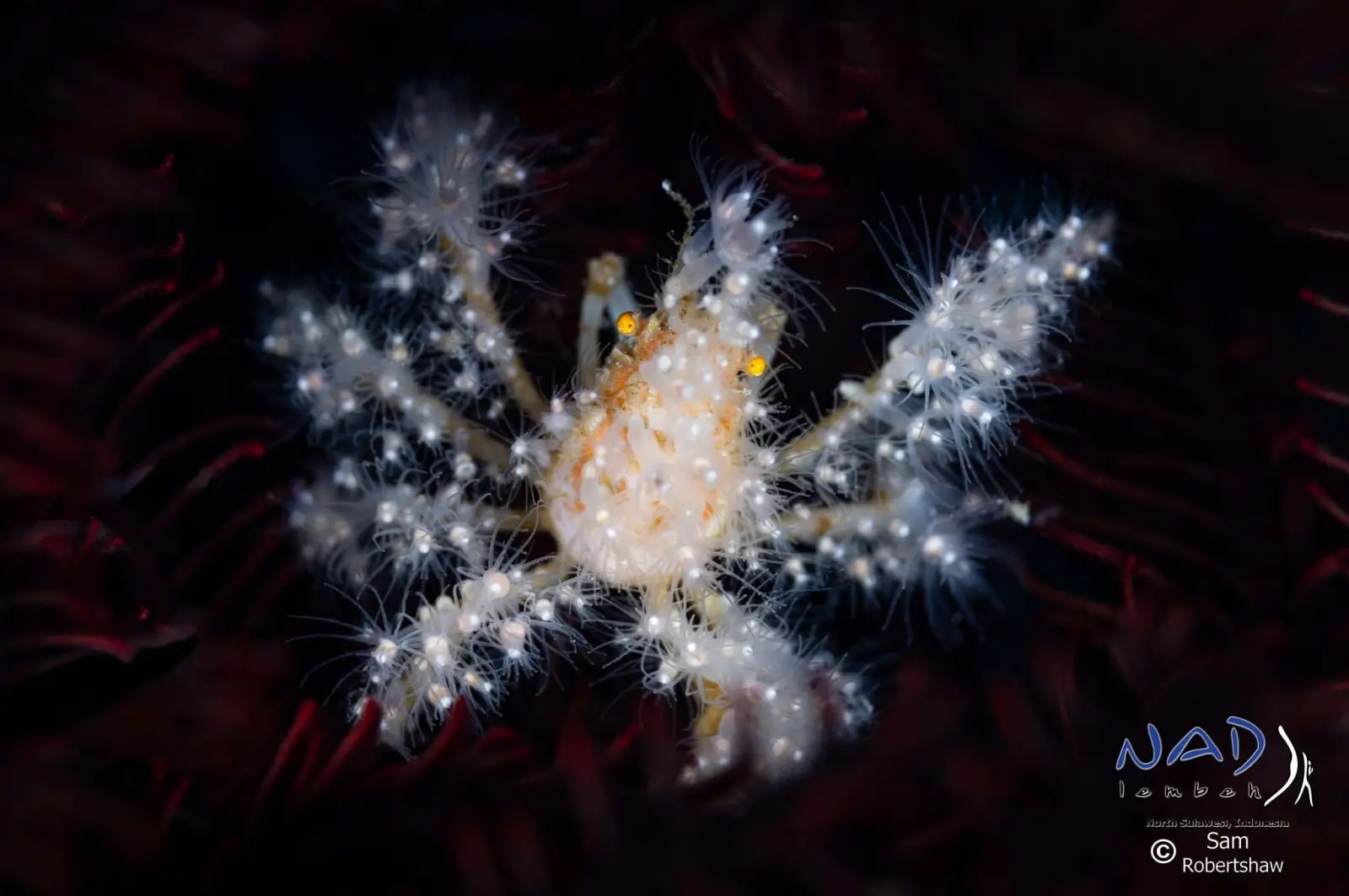 A crab on a sea urchin