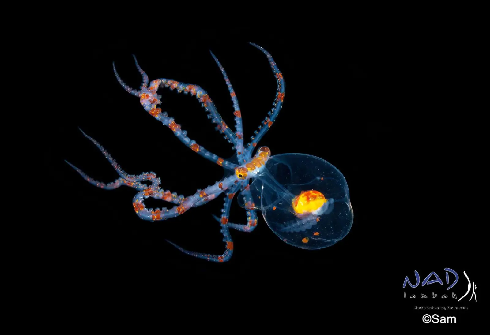 Argonaut
