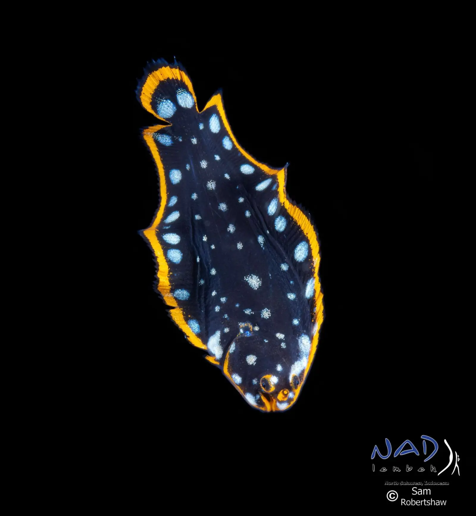 A nudibranch on a black background
