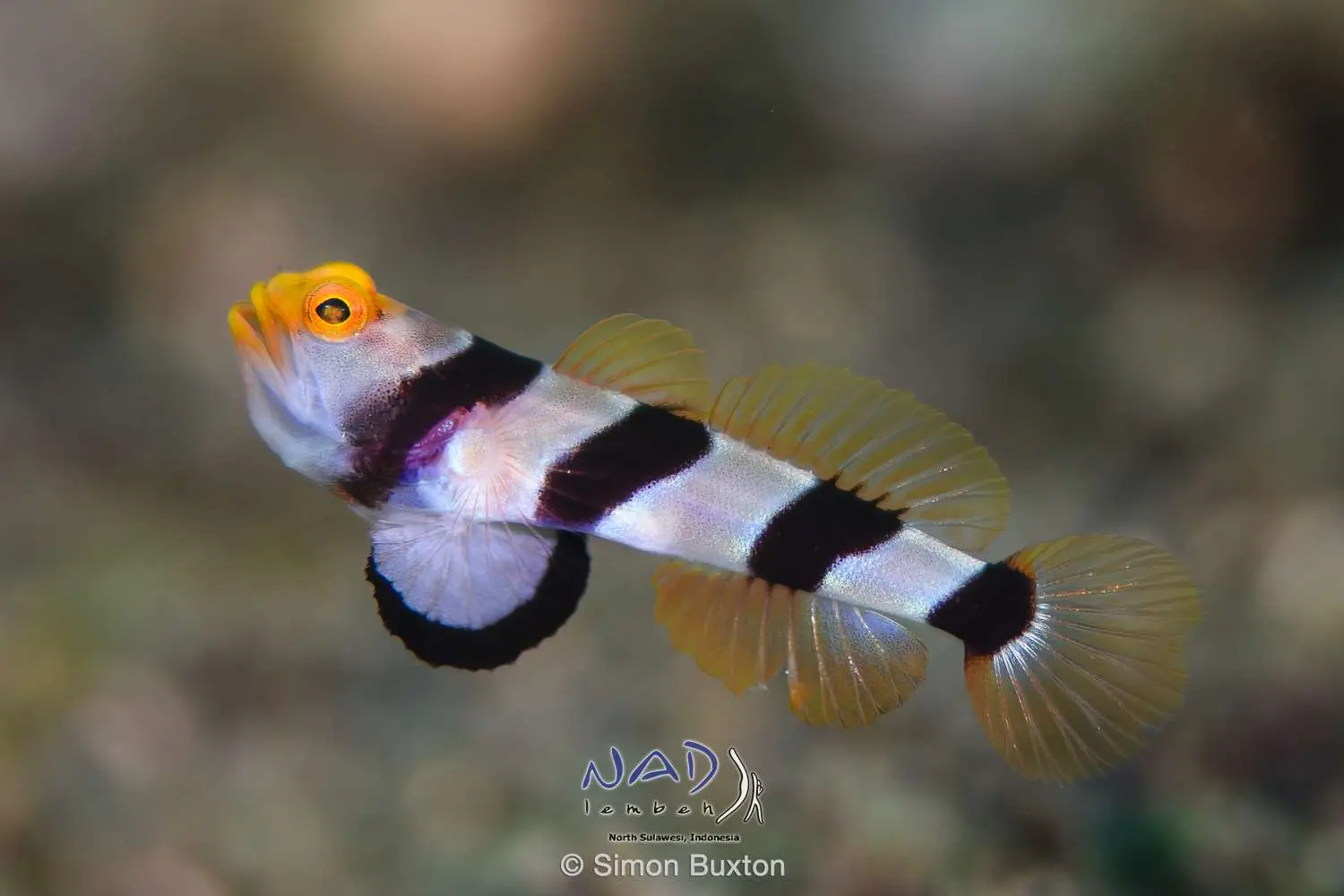 Banded shrimpgoby