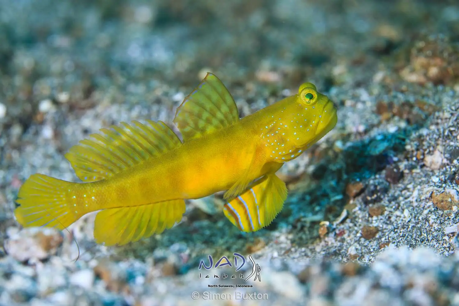 Yellow shrimpgoby at its burrow