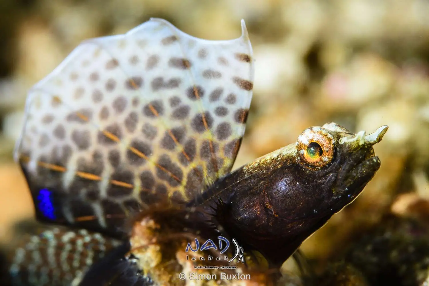 A cowrie on a branch