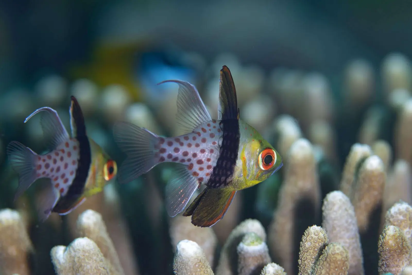 Gobies on coral