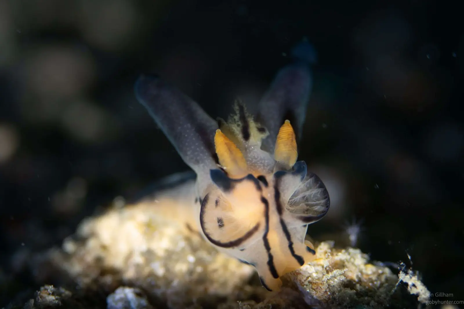 Nudibranch