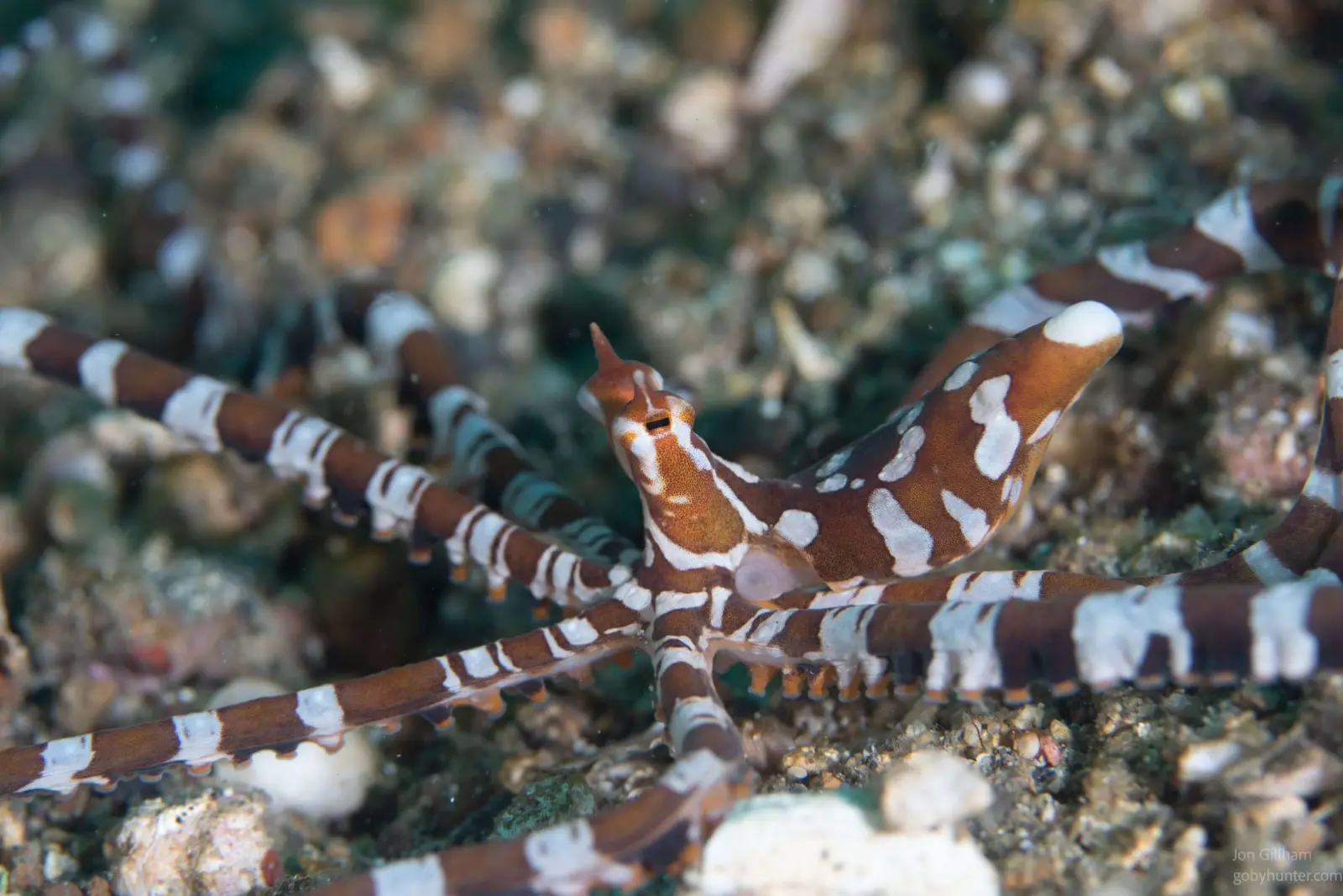 A shrimp on a whip coral