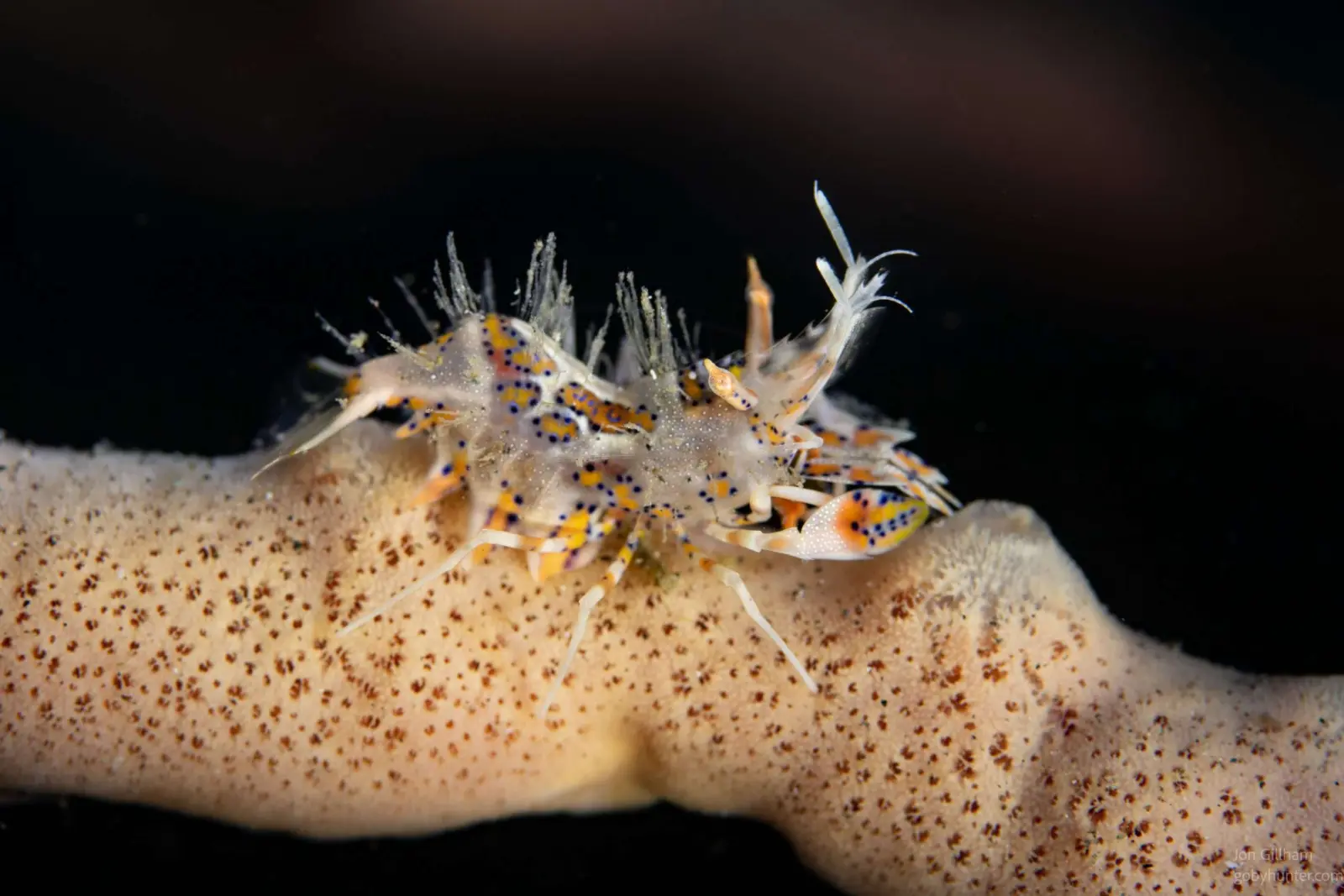 Hairy shrimp