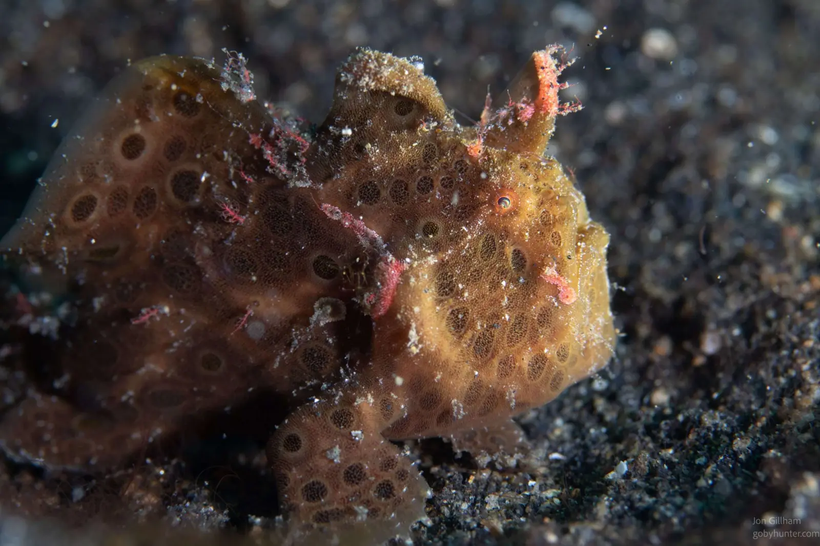 A frogfish on the sand