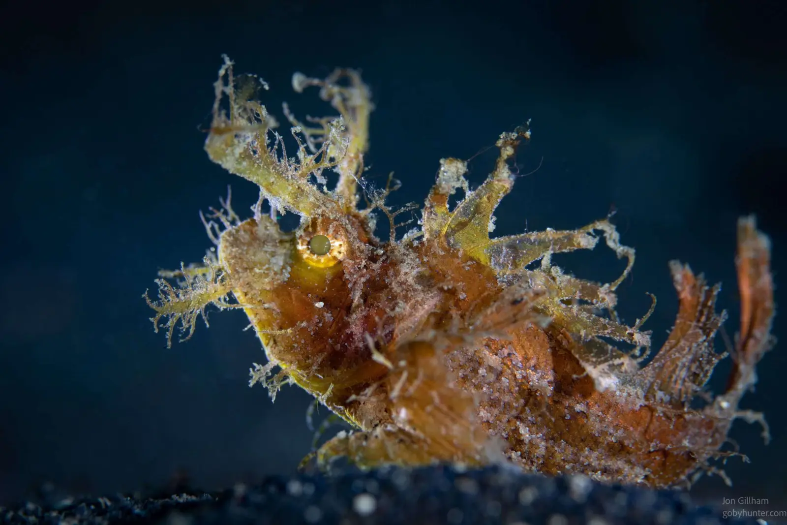 Ornate ghost pipefish