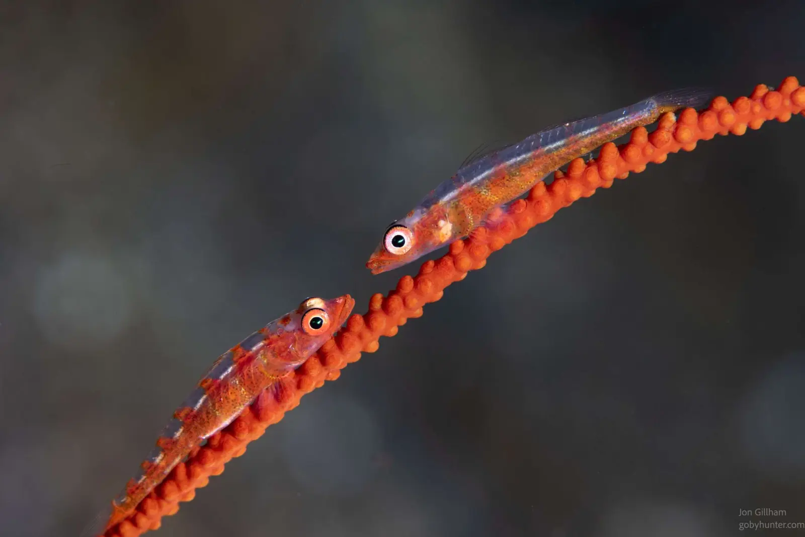 A goby on a red whip coral