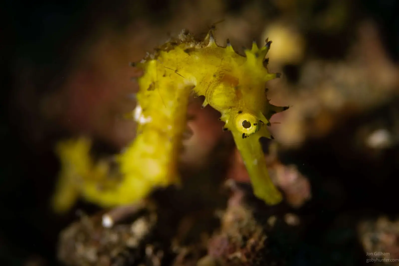 Pygmy seahorse