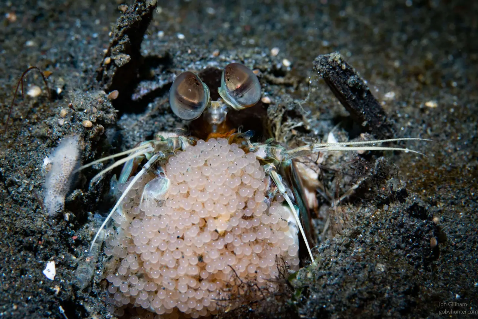 A crab carrying eggs