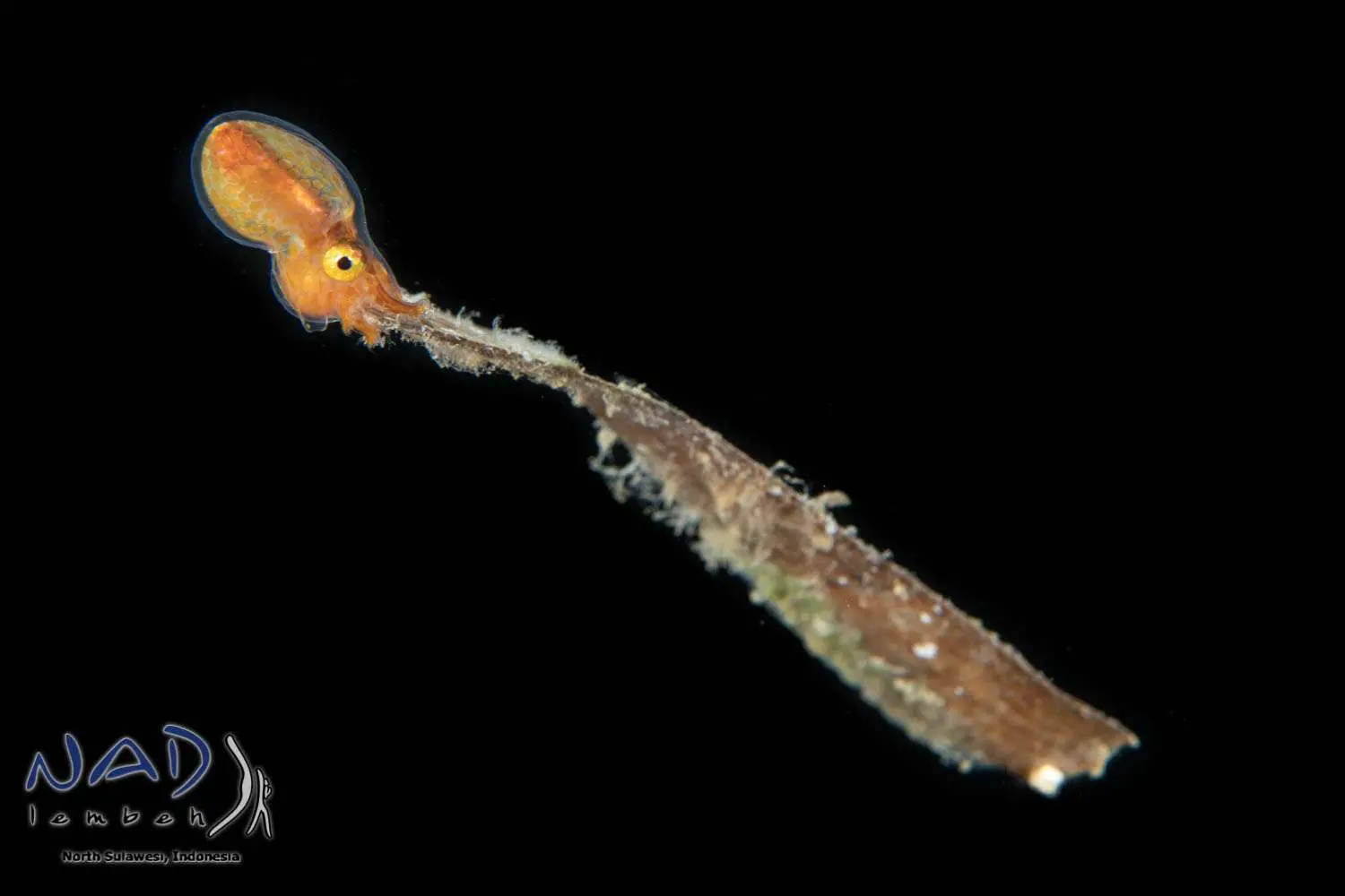 An argonaut on a blackwater dive