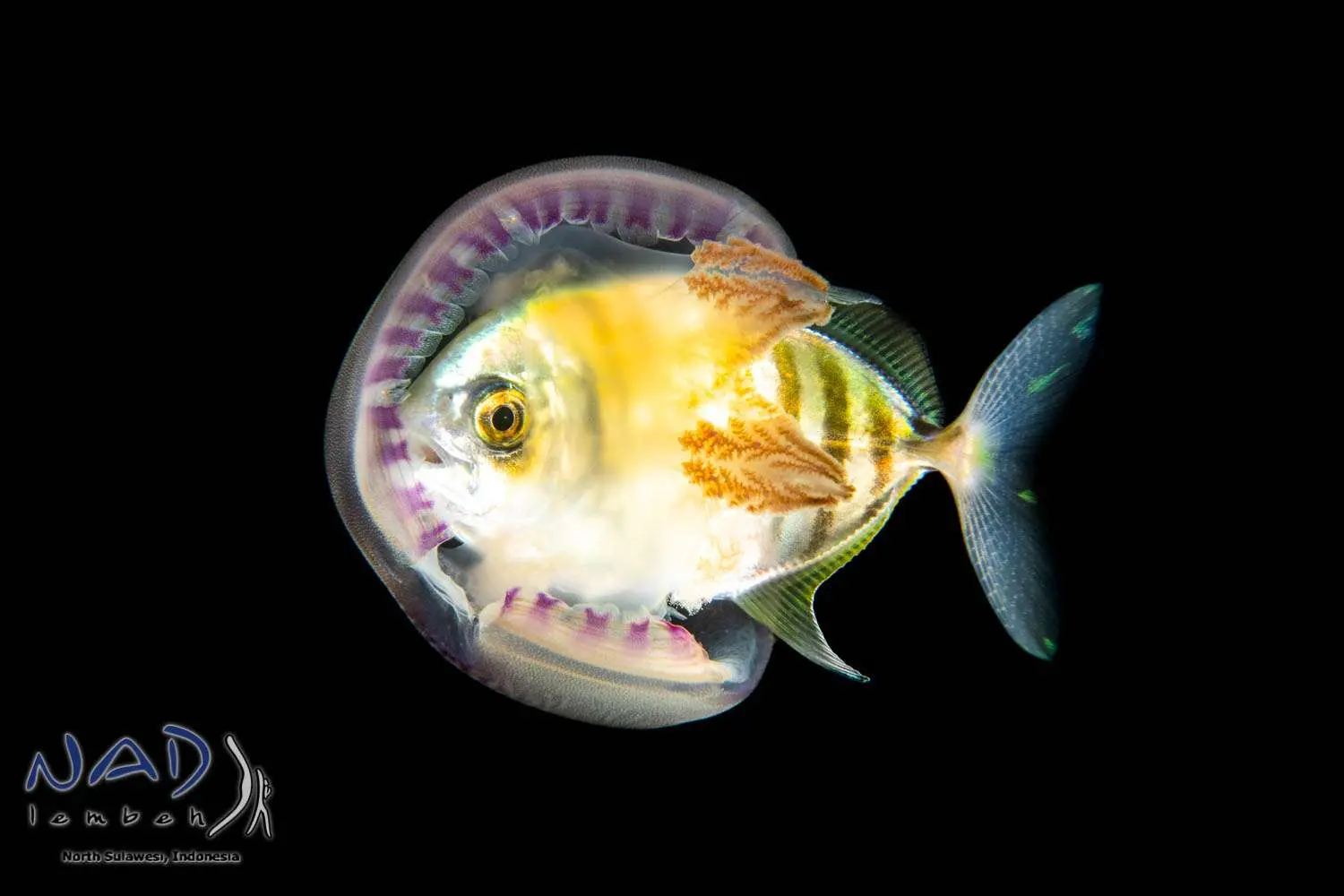 A juvenile fish inside a salp