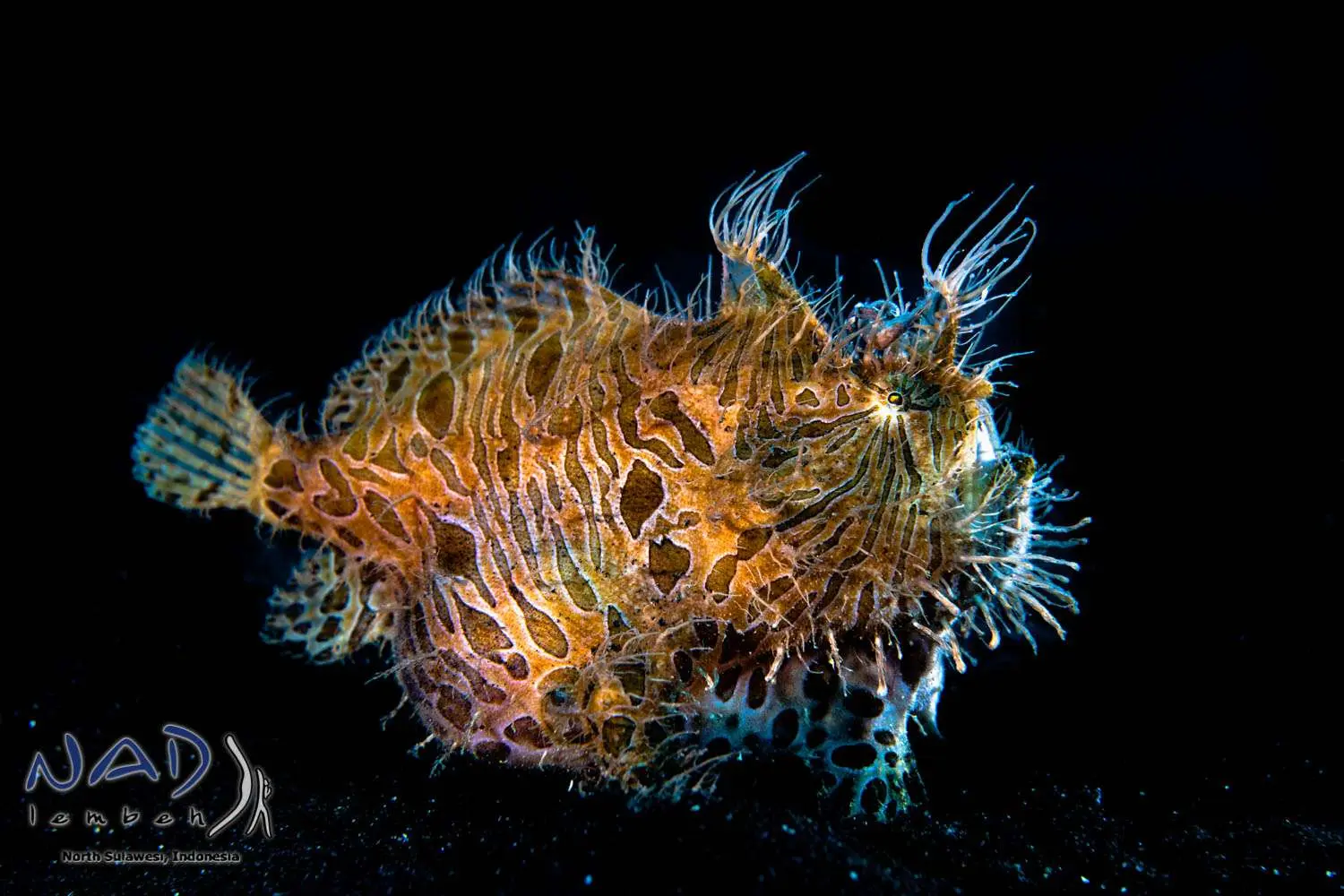 A frogfish in black water