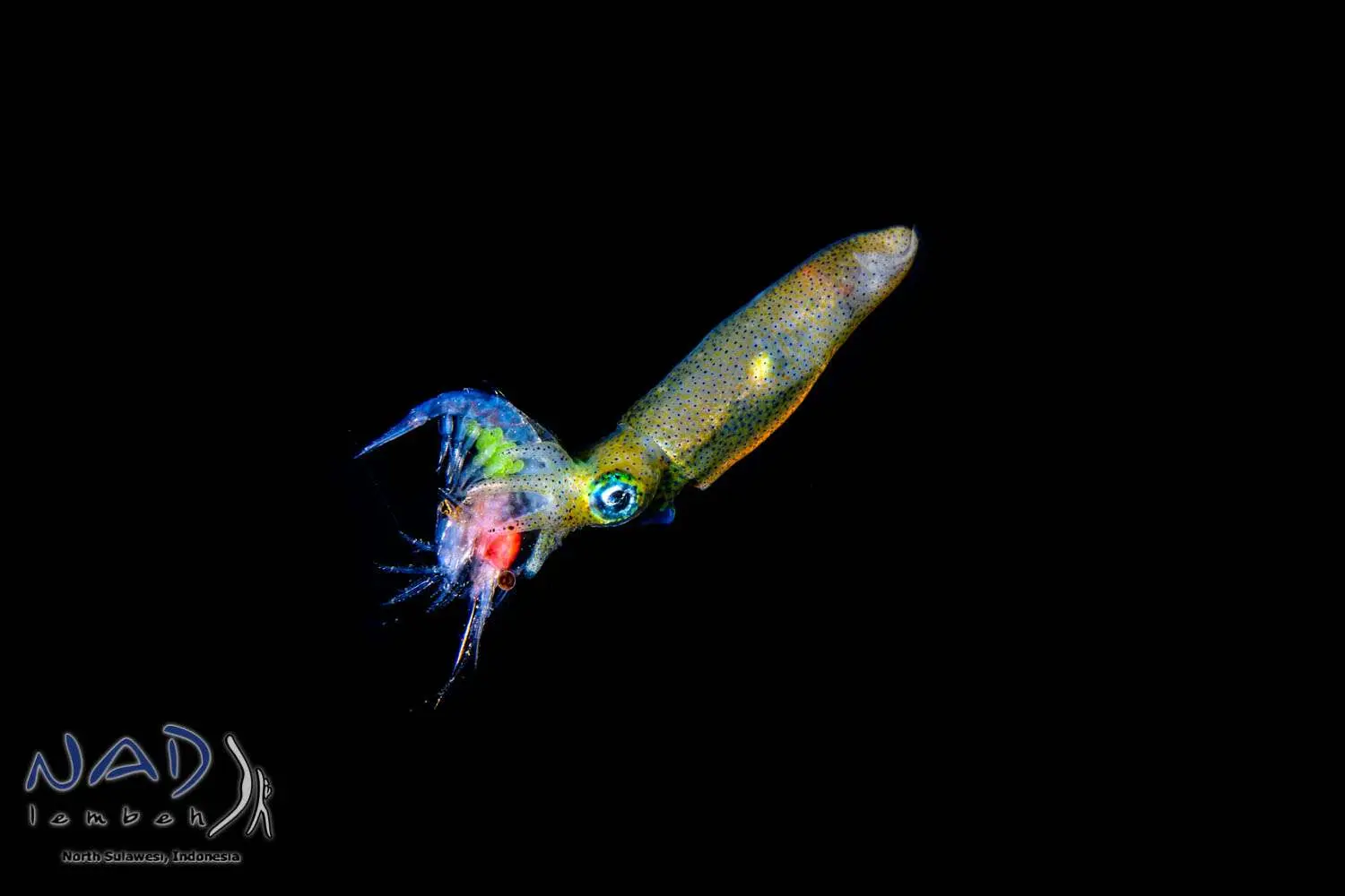 A squid in black water