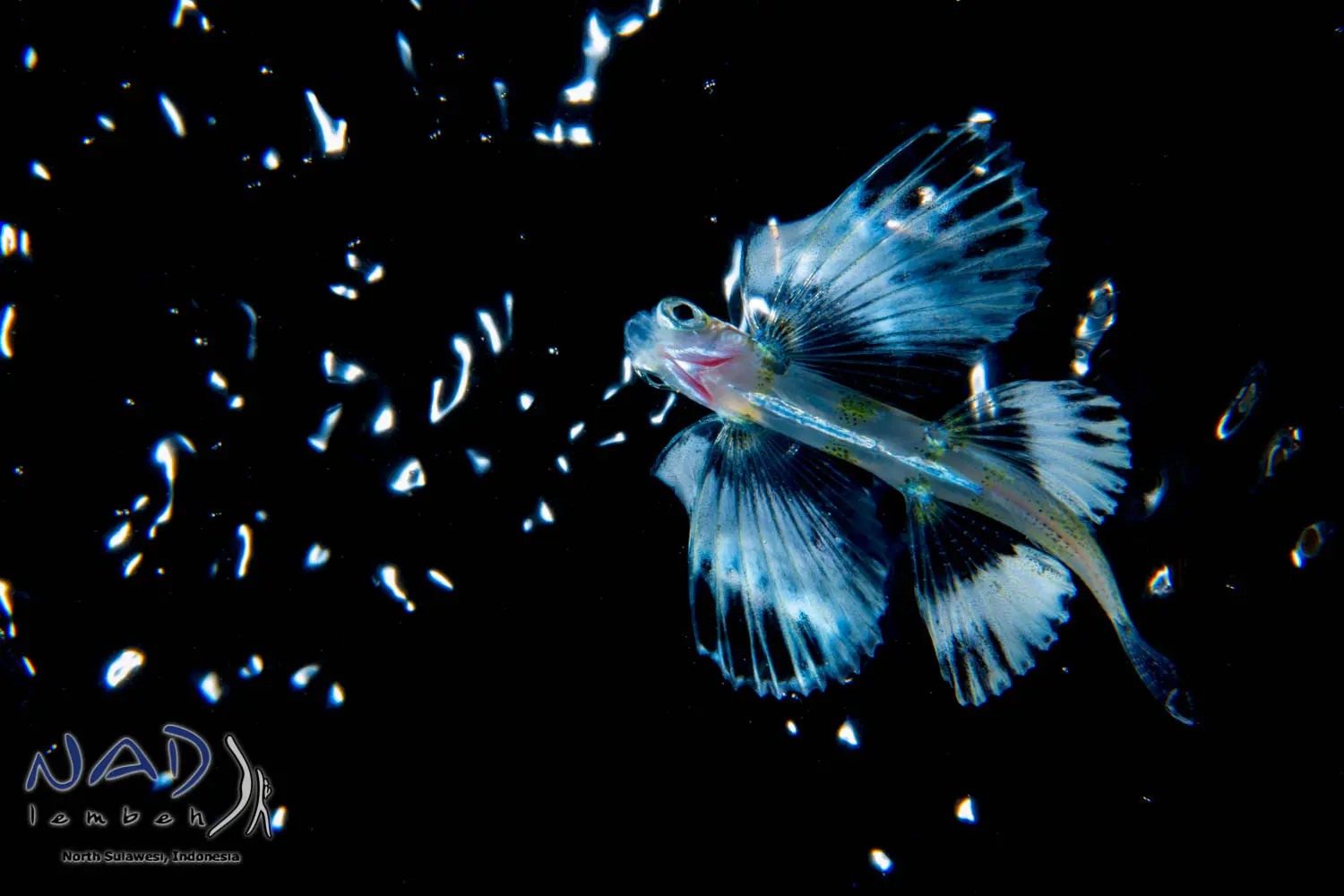 Larval lionfish