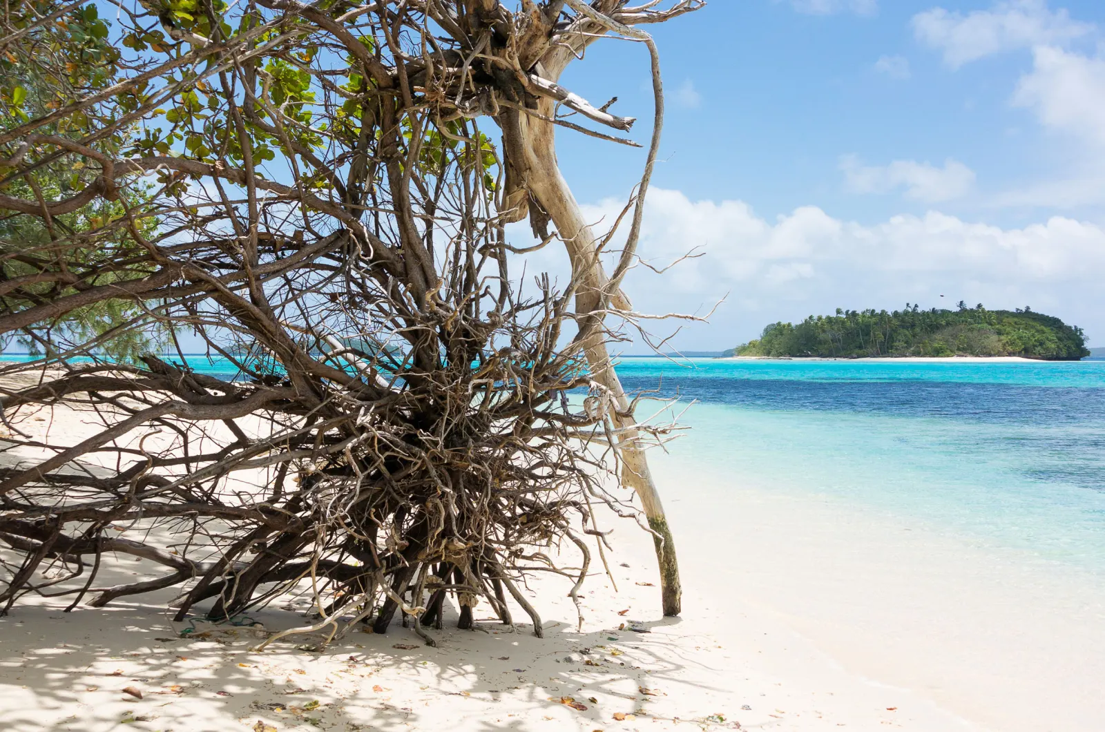 A mangrove tree on white sand