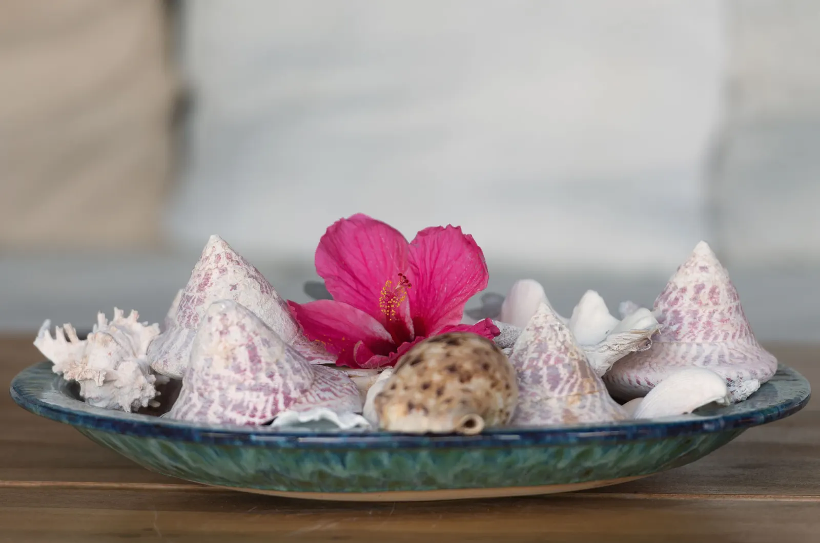 Shells and hibiscus