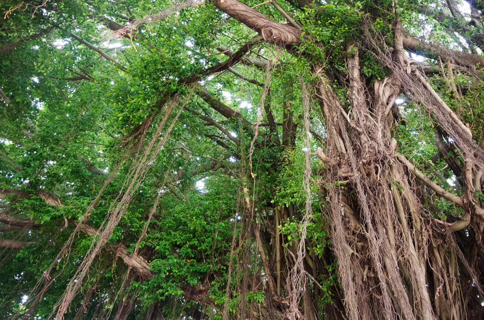 A banyan tree on the island