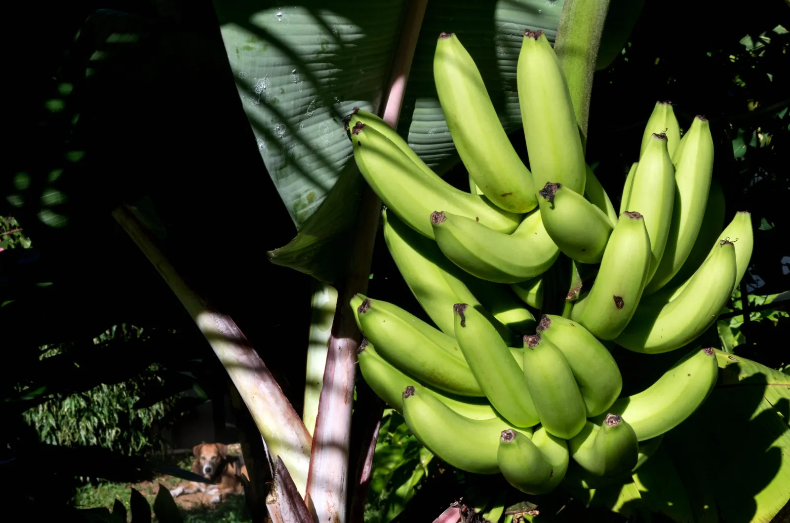 Bananas on the tree