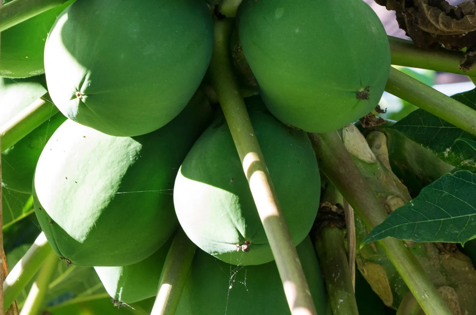 Coconuts on a palm