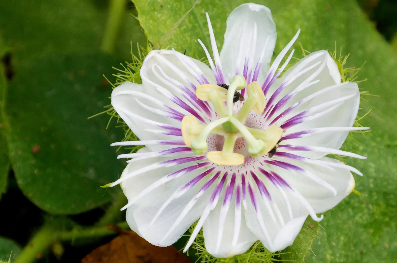 A passion flower