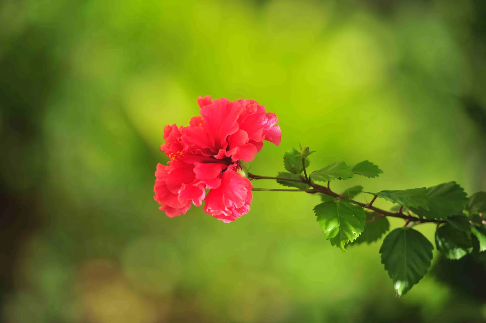 Hibiscus in the garden