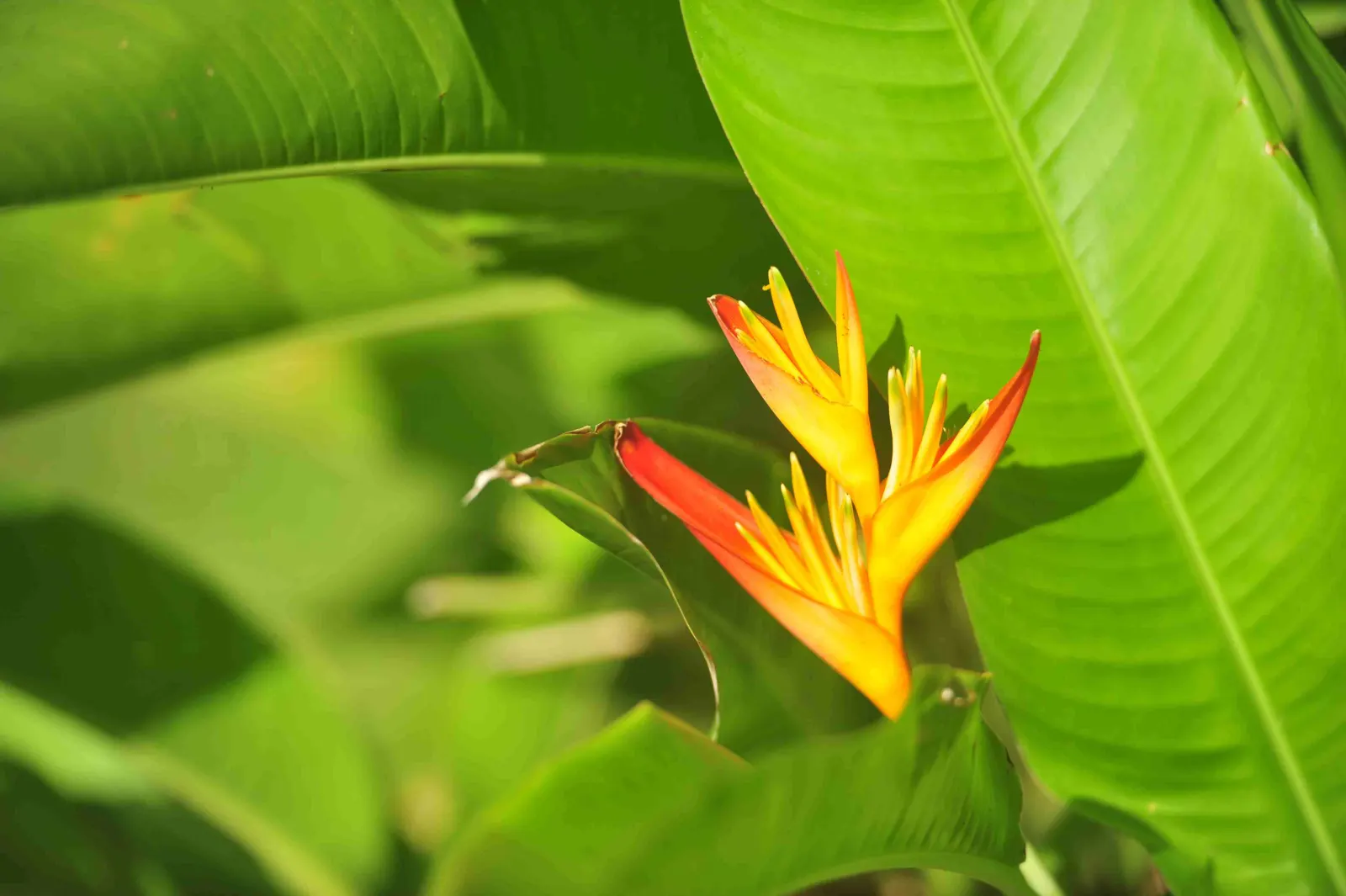 Heliconia in the greenery